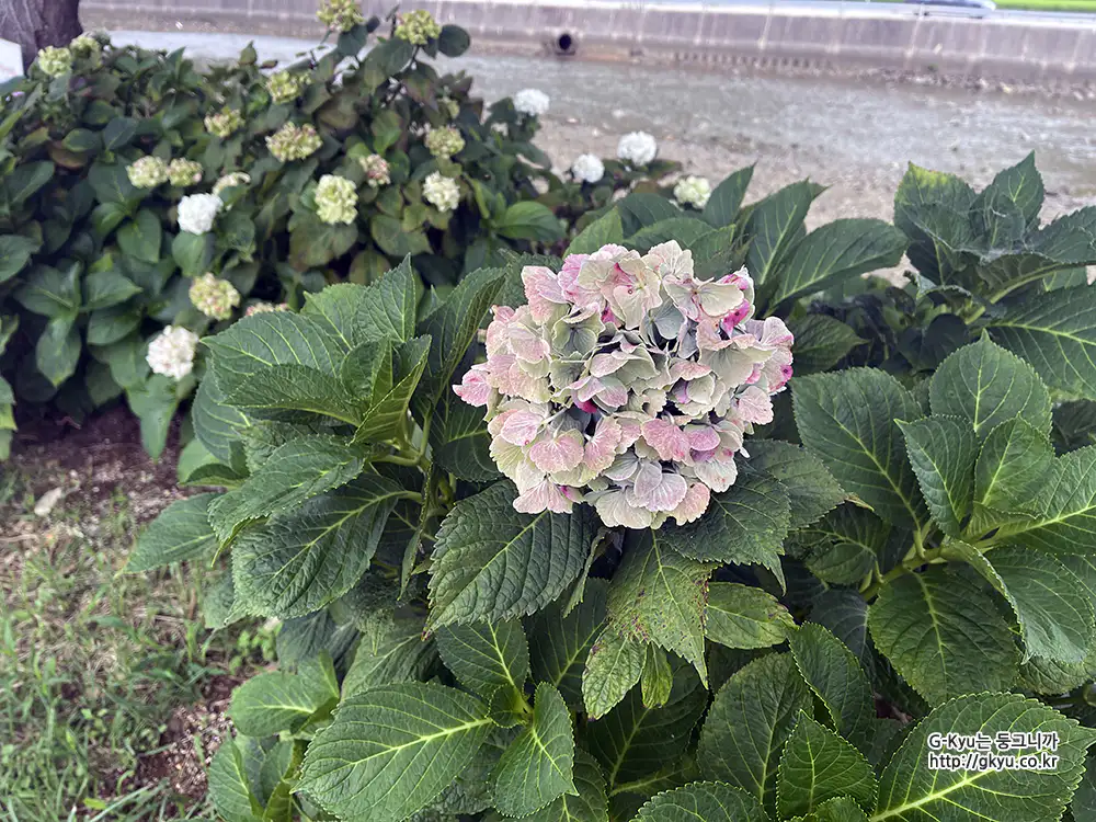 광도천 수국꽃길 수국