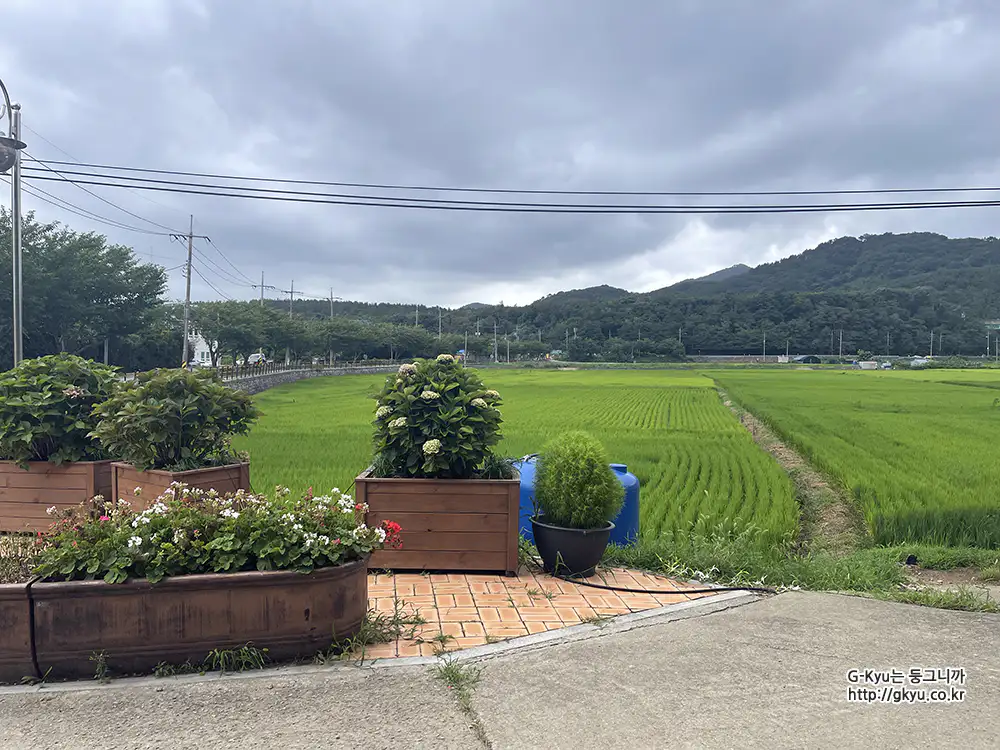 광도천 수국꽃길 풍경