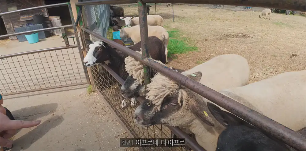 빠니보틀 영국 런던 서레이 닥스 팜 동물들