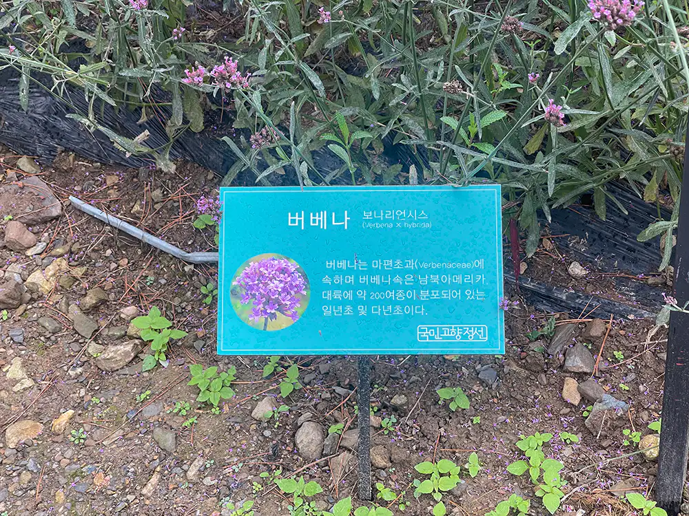 병방산 꽃밭 품종