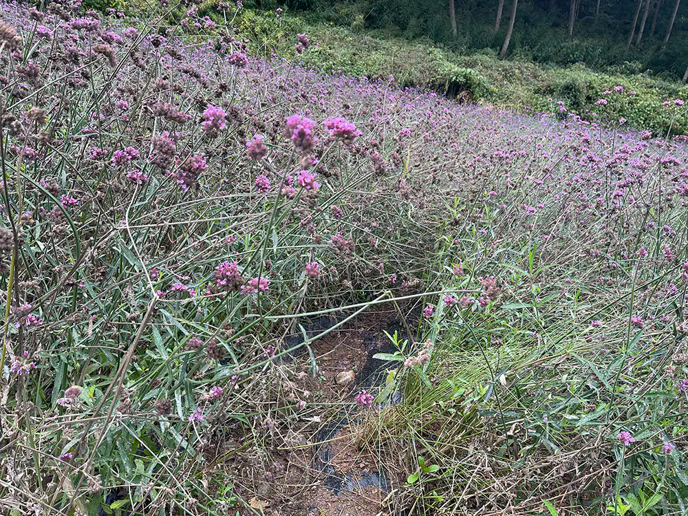 병방상 꽃밭 풍경