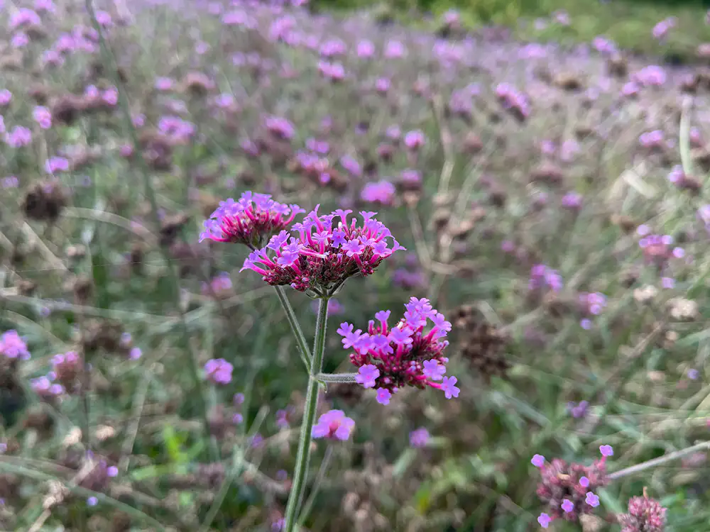 병방상 꽃밭의 꽃