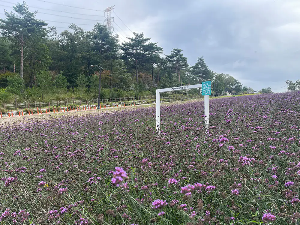 병방상 꽃밭 포토존