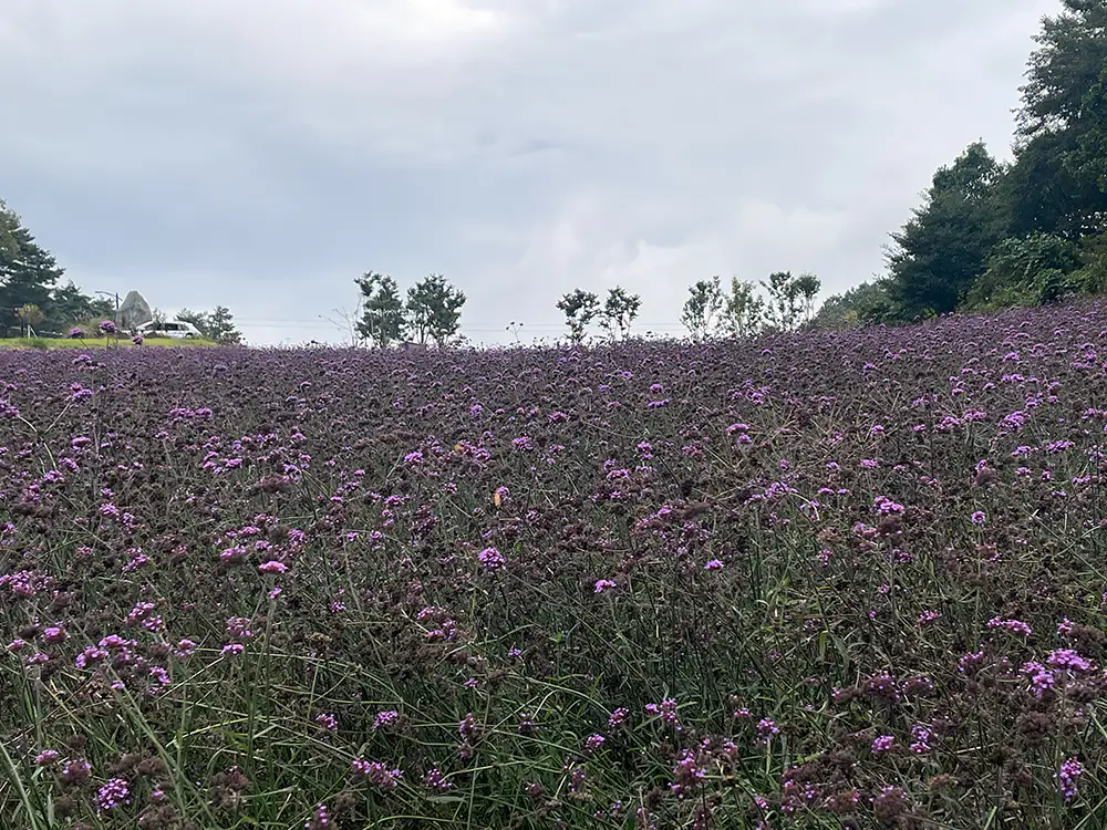 병방상 꽃밭 전경