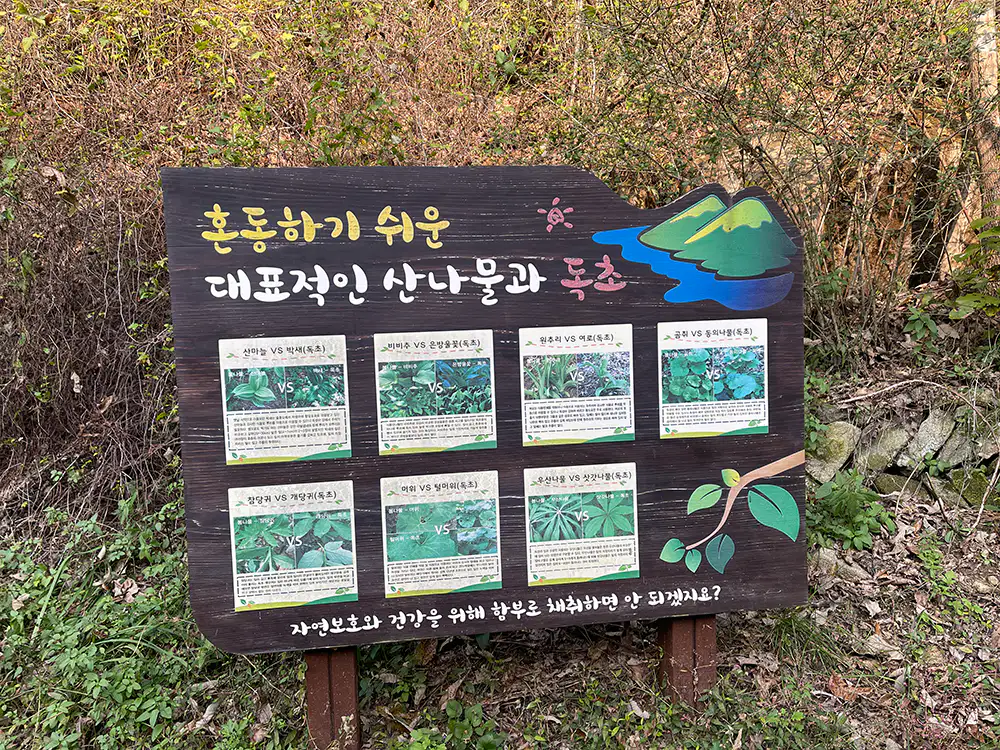 강화 석모도 수목원 내 독초와 약초 구별 법
