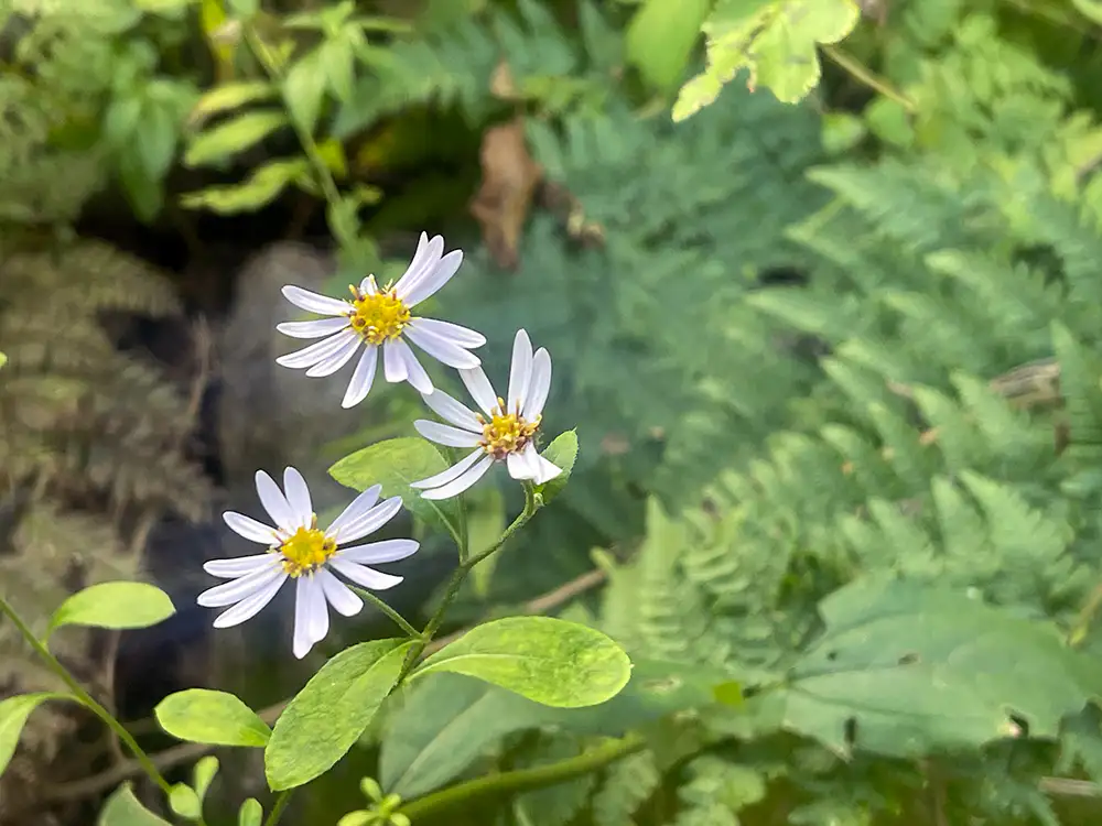 강화 석모도 수목원 꽃